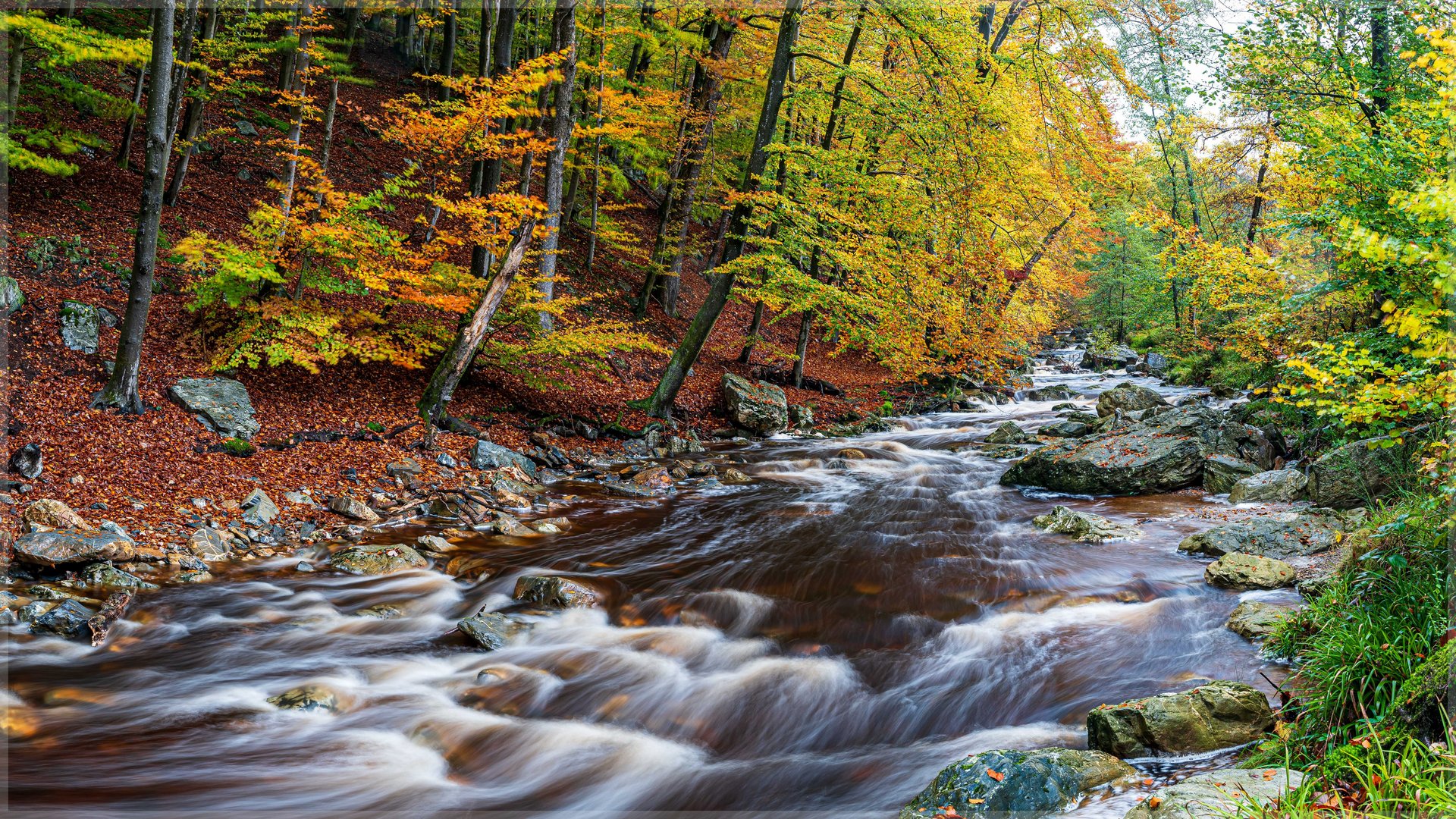 * Herbstzeit an der Hoegne *