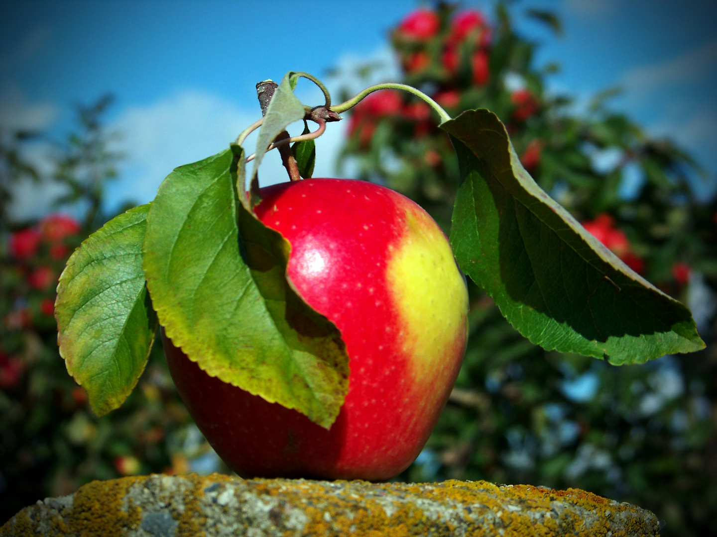 Herbstzeit-Apfelzeit