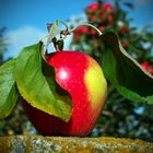 Herbstzeit-Apfelzeit