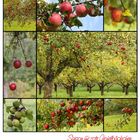 Herbstzeit - Apfelzeit