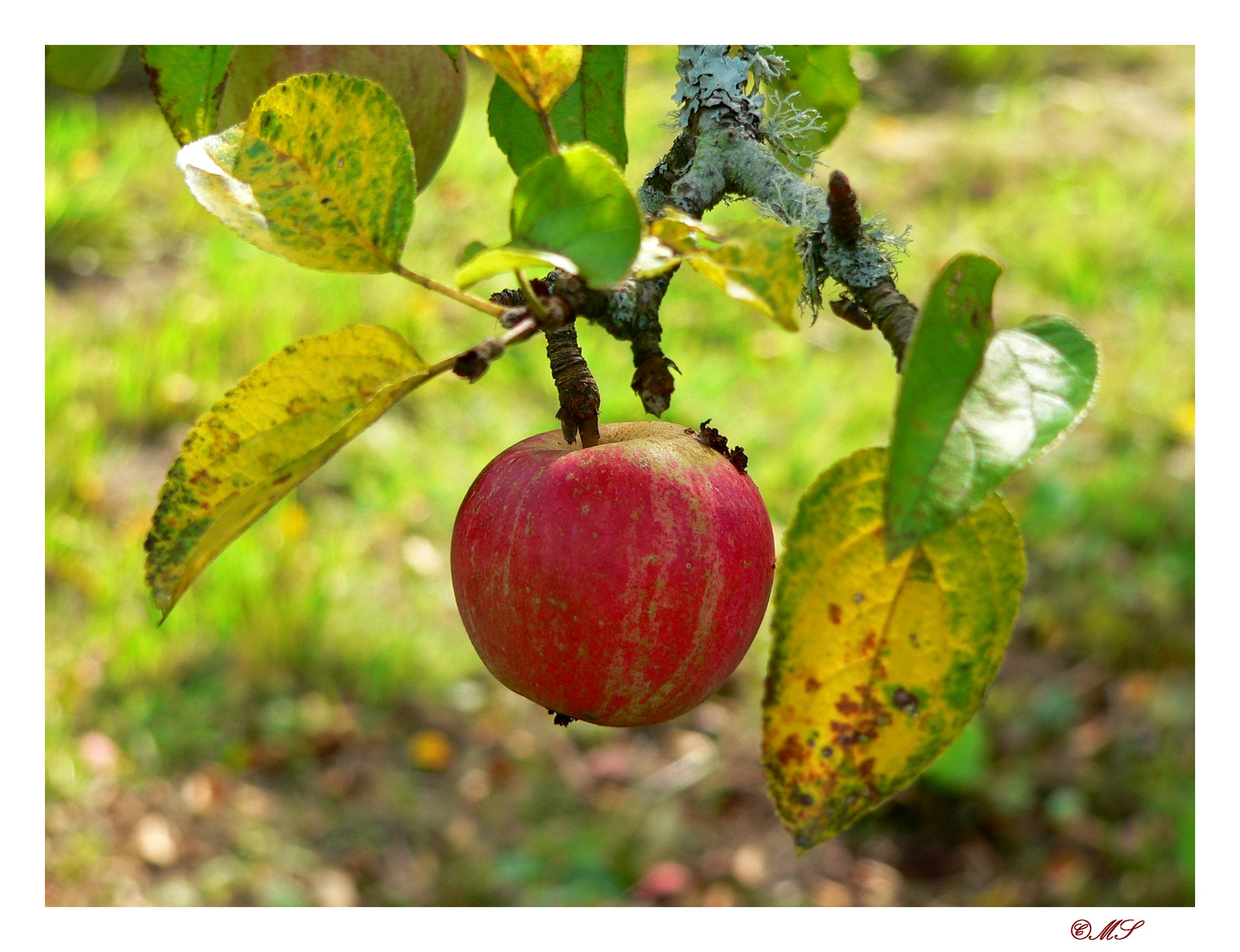 Herbstzeit - Apfelzeit