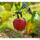 Herbstzeit - Apfelzeit