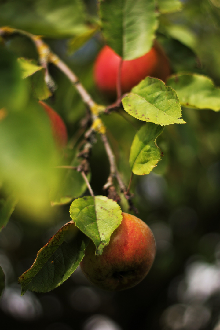 Herbstzeit = Apfelzeit