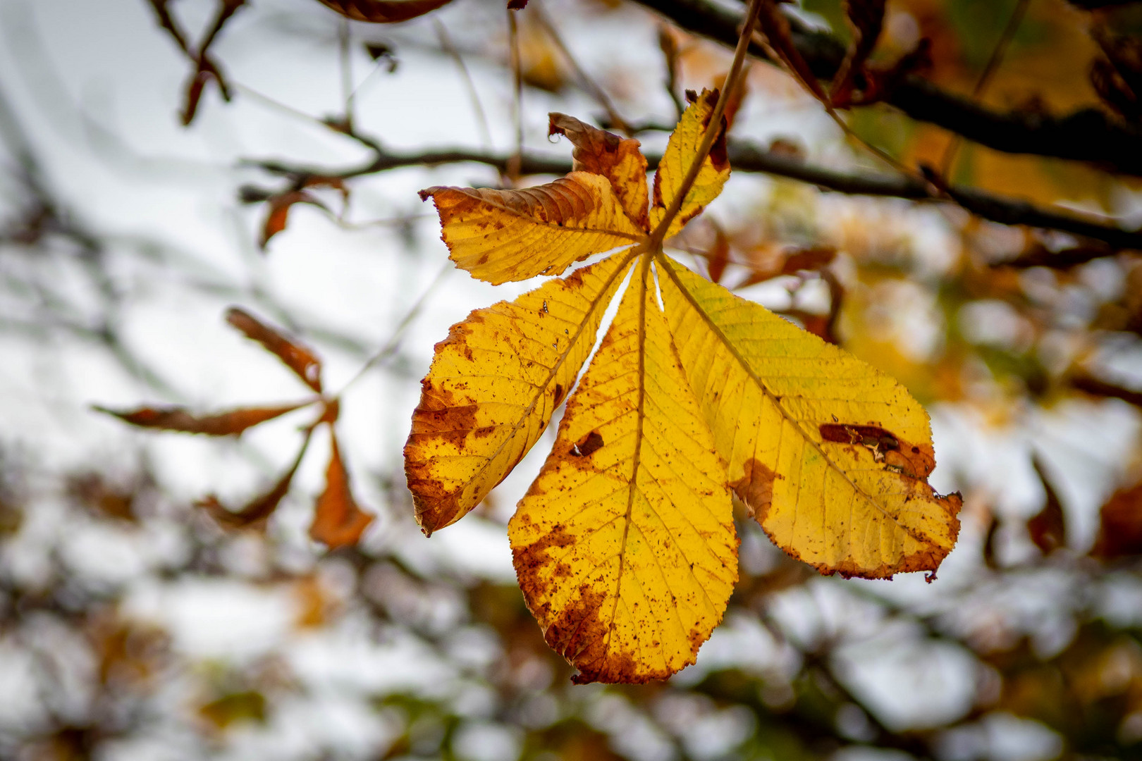 Herbstzeit - auf dem Weg in den November