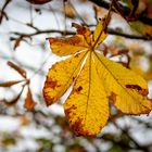 Herbstzeit - auf dem Weg in den November