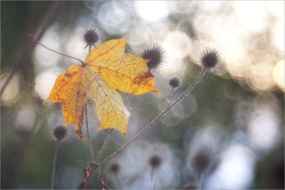 Herbstzeit