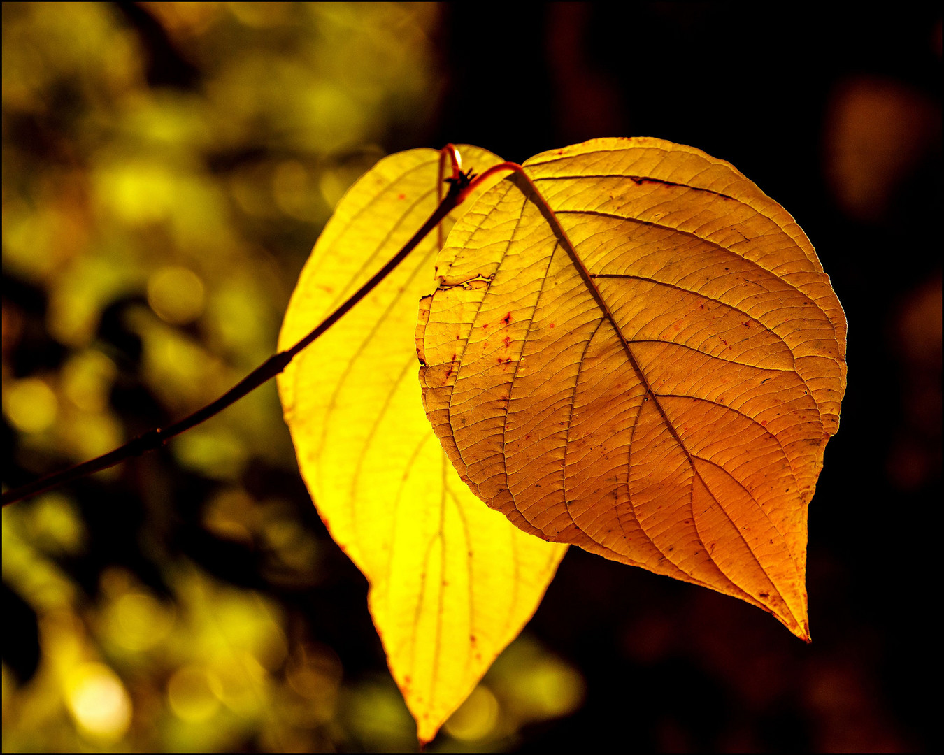 Herbstzeit