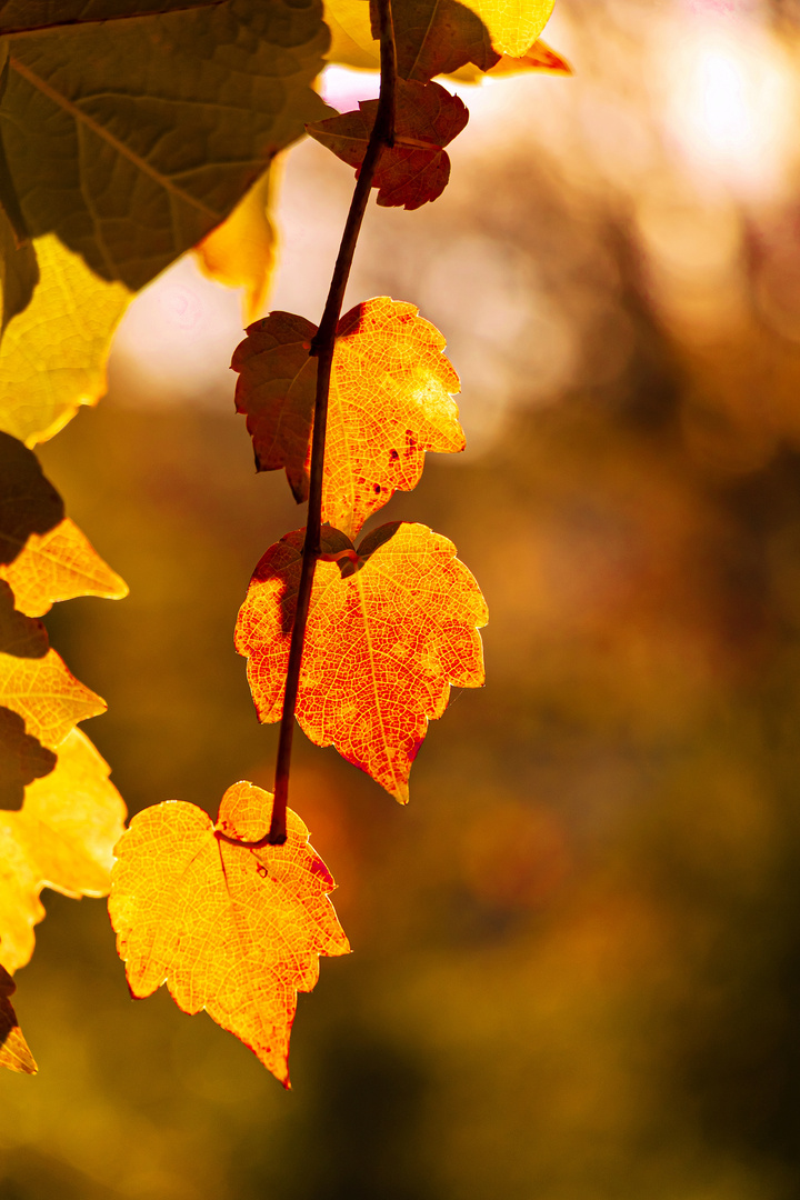 Herbstzeit