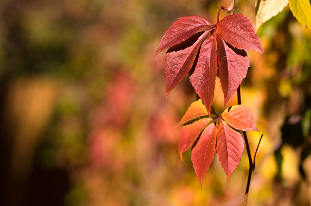 Herbstzeit...