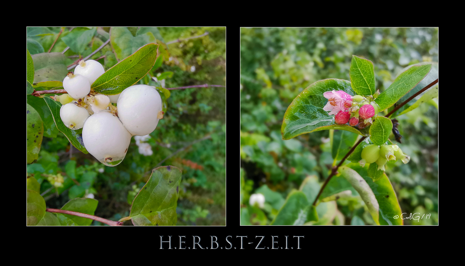 Herbstzeit Beerenzeit *Schneebeere*