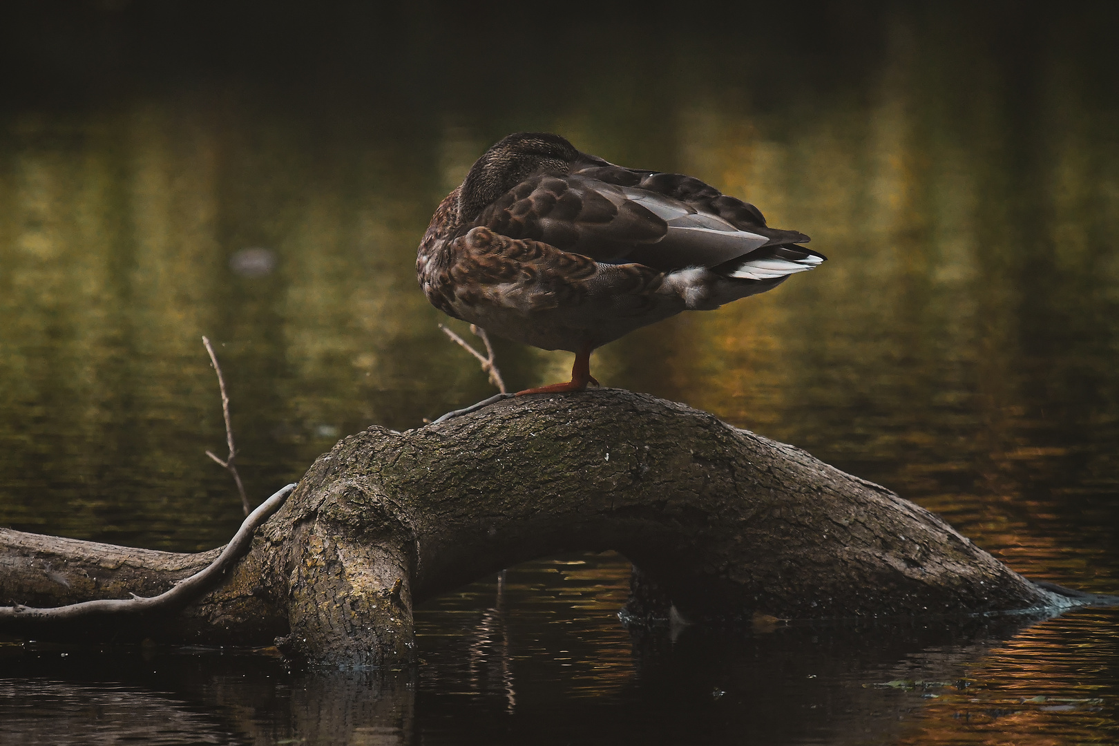 Herbstzeit bei den Enten