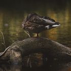 Herbstzeit bei den Enten