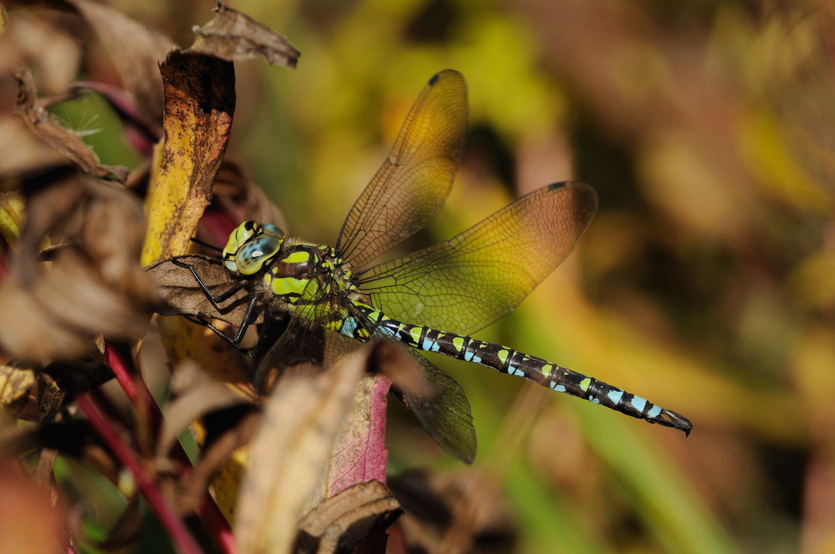 Herbstzeit Blaugrüne-Mosaikjungfer Männchen