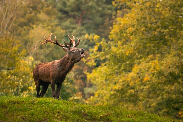 Herbstzeit- Brunftzeit