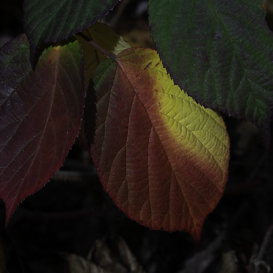 Herbstzeit