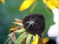 Herbstzeit ....... von Gartenpaule 