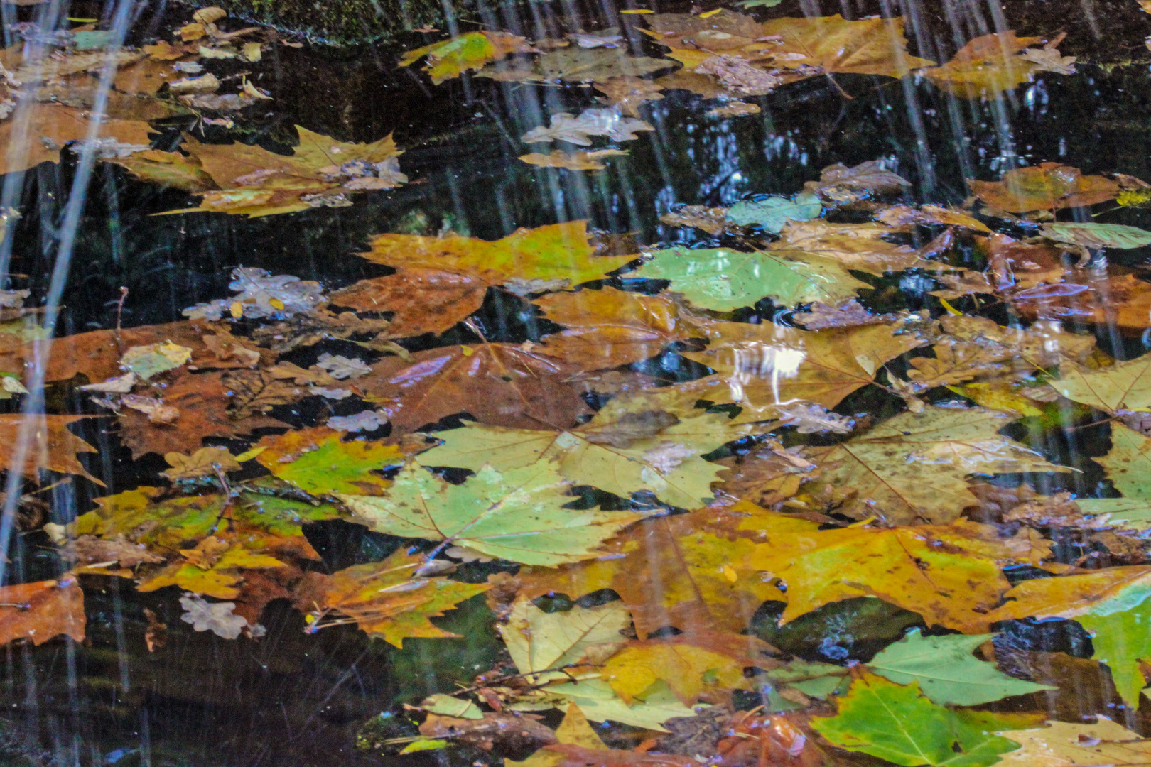 Herbstzeit