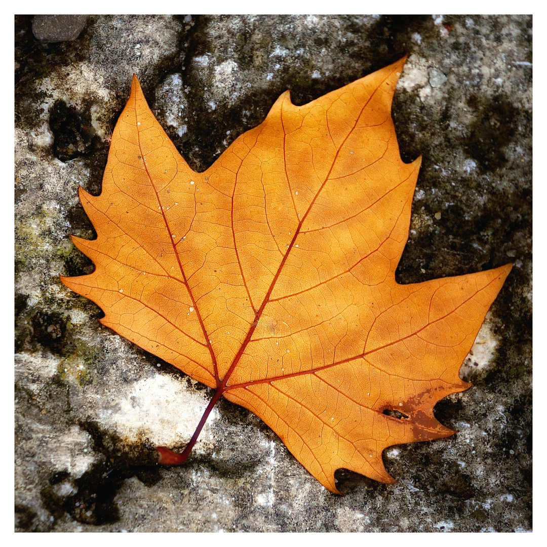 Herbstzeit