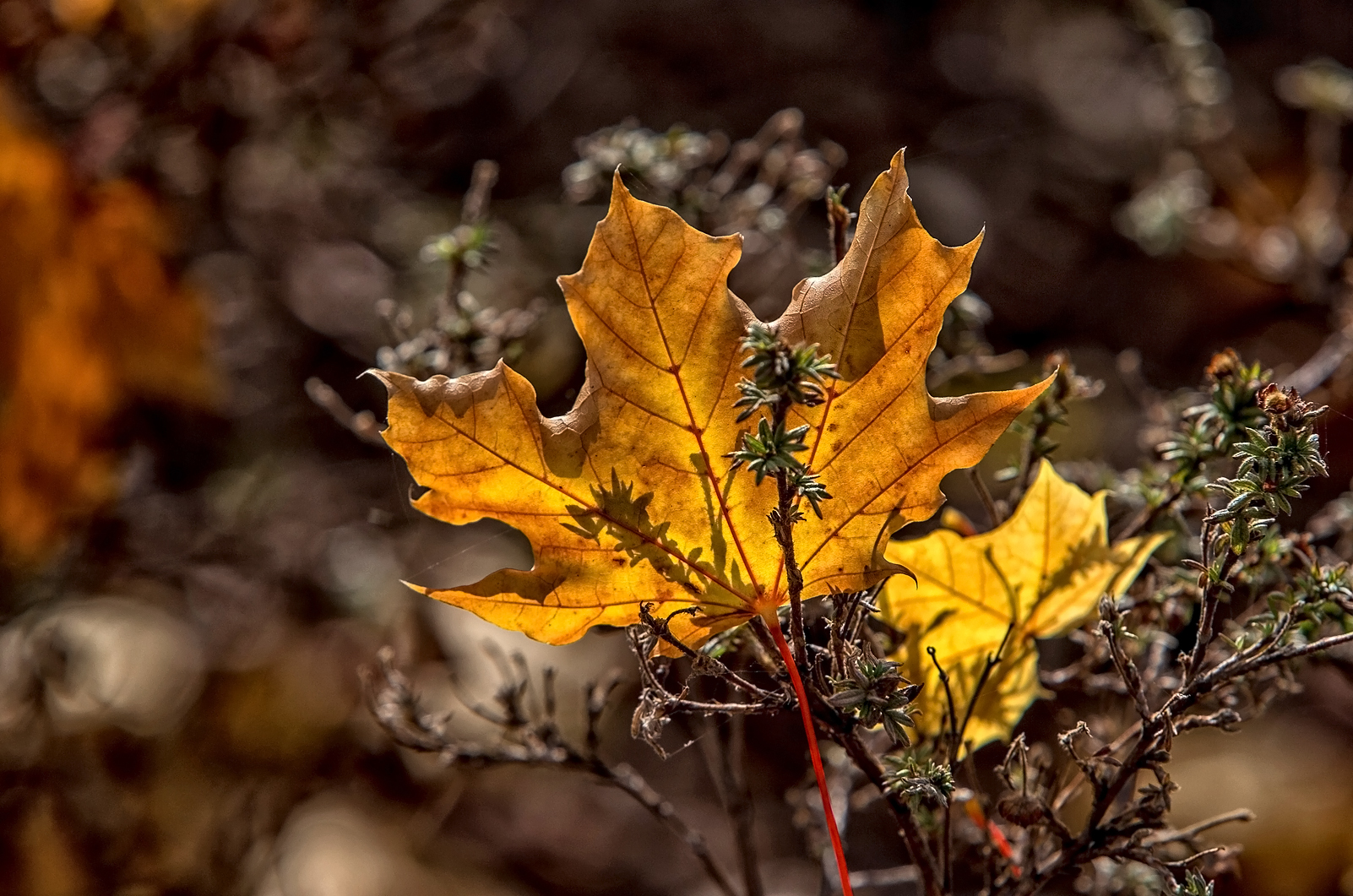 Herbstzeit