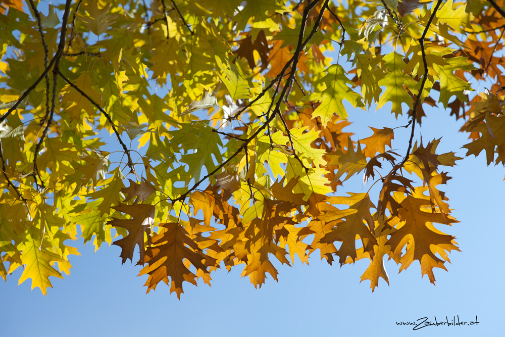 herbstzeit....