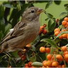 Herbstzeit ...