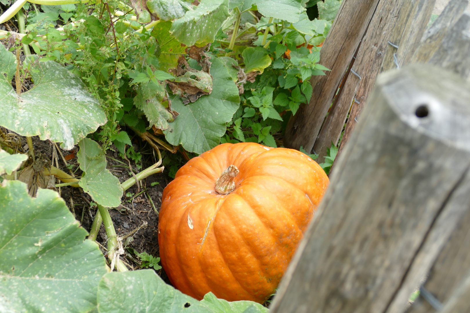 Herbstzeit