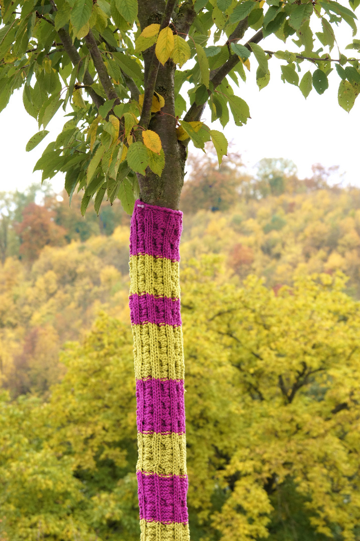 Herbstzeit - Die Bäume rüsten auf