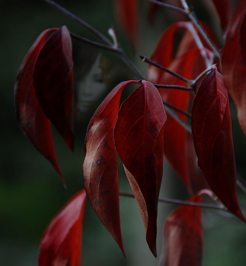 Herbstzeit -----die Erinnerung bleibt--aber---