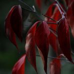 Herbstzeit -----die Erinnerung bleibt--aber---