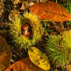 Herbstzeit - die Früchte des Waldes sind reif