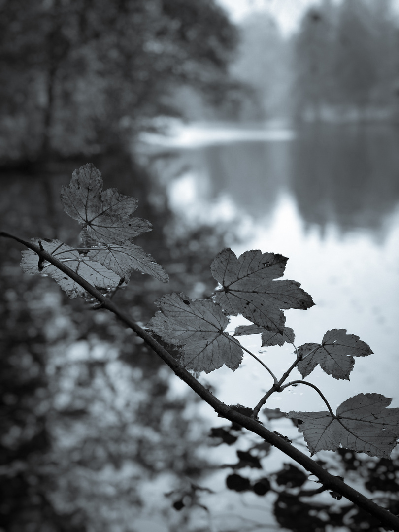 Herbstzeit - Dienstag ist Spiegeltag