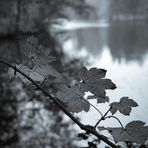 Herbstzeit - Dienstag ist Spiegeltag