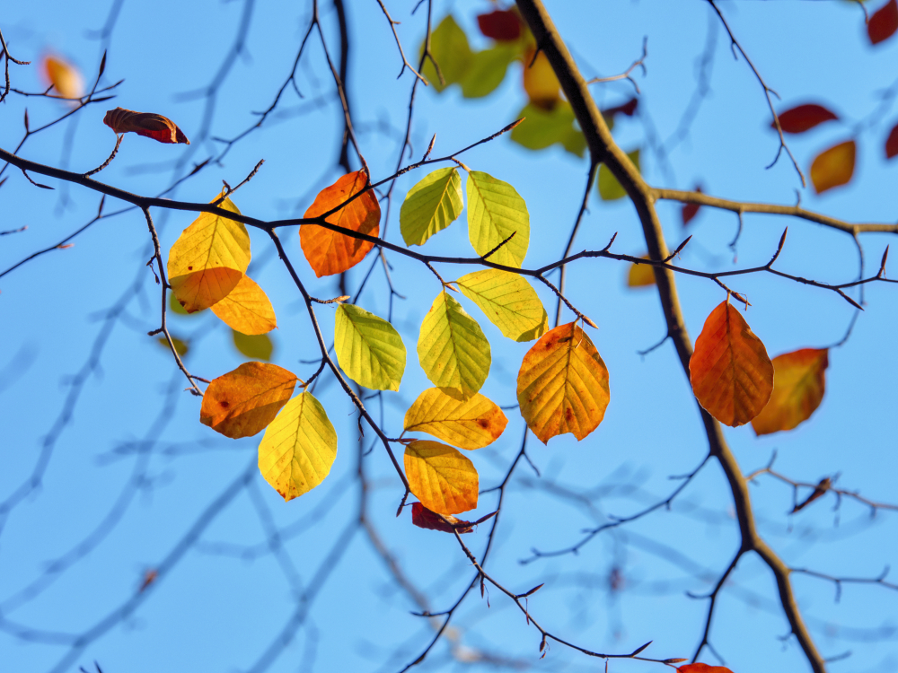 Herbstzeit