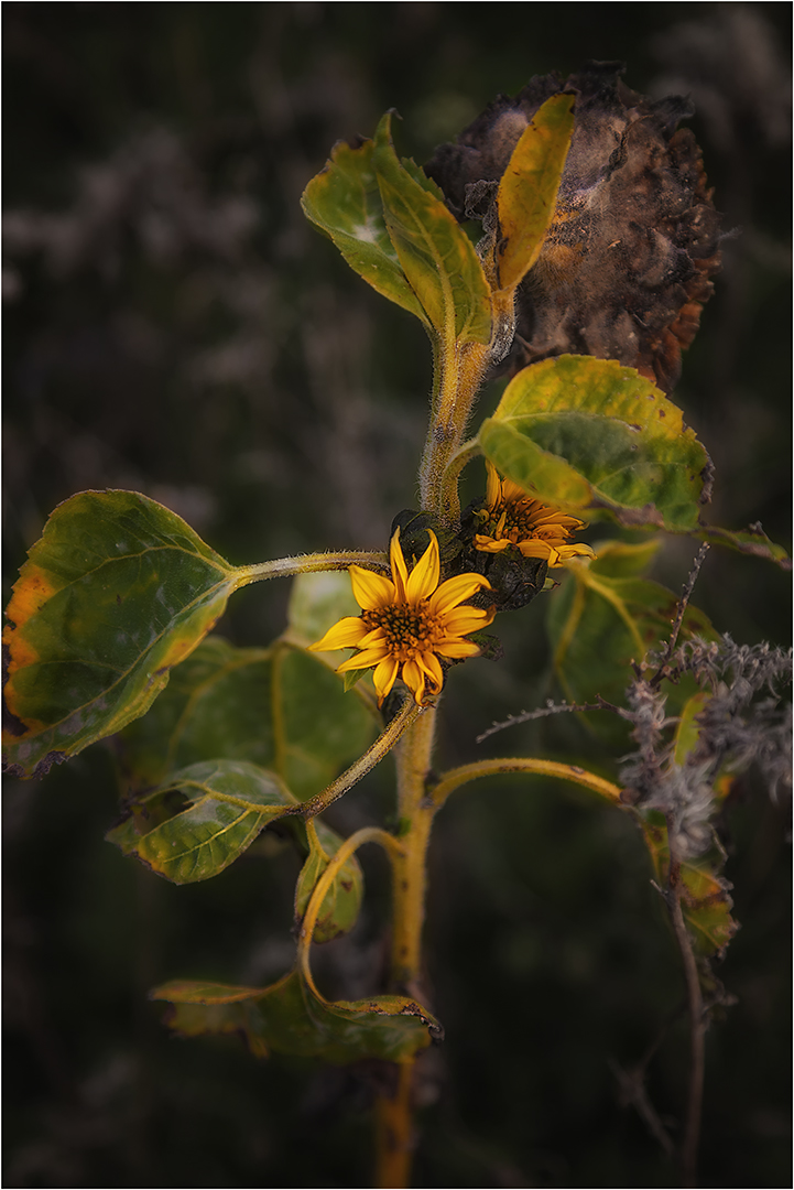 Herbstzeit