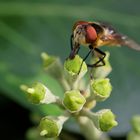 Herbstzeit - Efeuzeit: Fliege