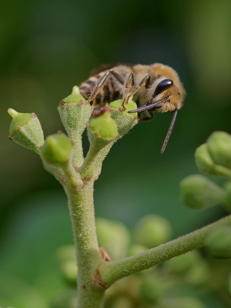 Herbstzeit - Efeuzeit: Wildbiene