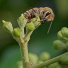 Herbstzeit - Efeuzeit: Wildbiene