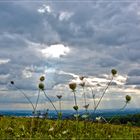 Herbstzeit, ein letztes Aufbäumen