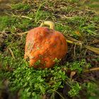 Herbstzeit - Erdbeerkürbiszeit !