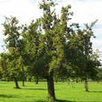 Herbstzeit ---> Erntezeit