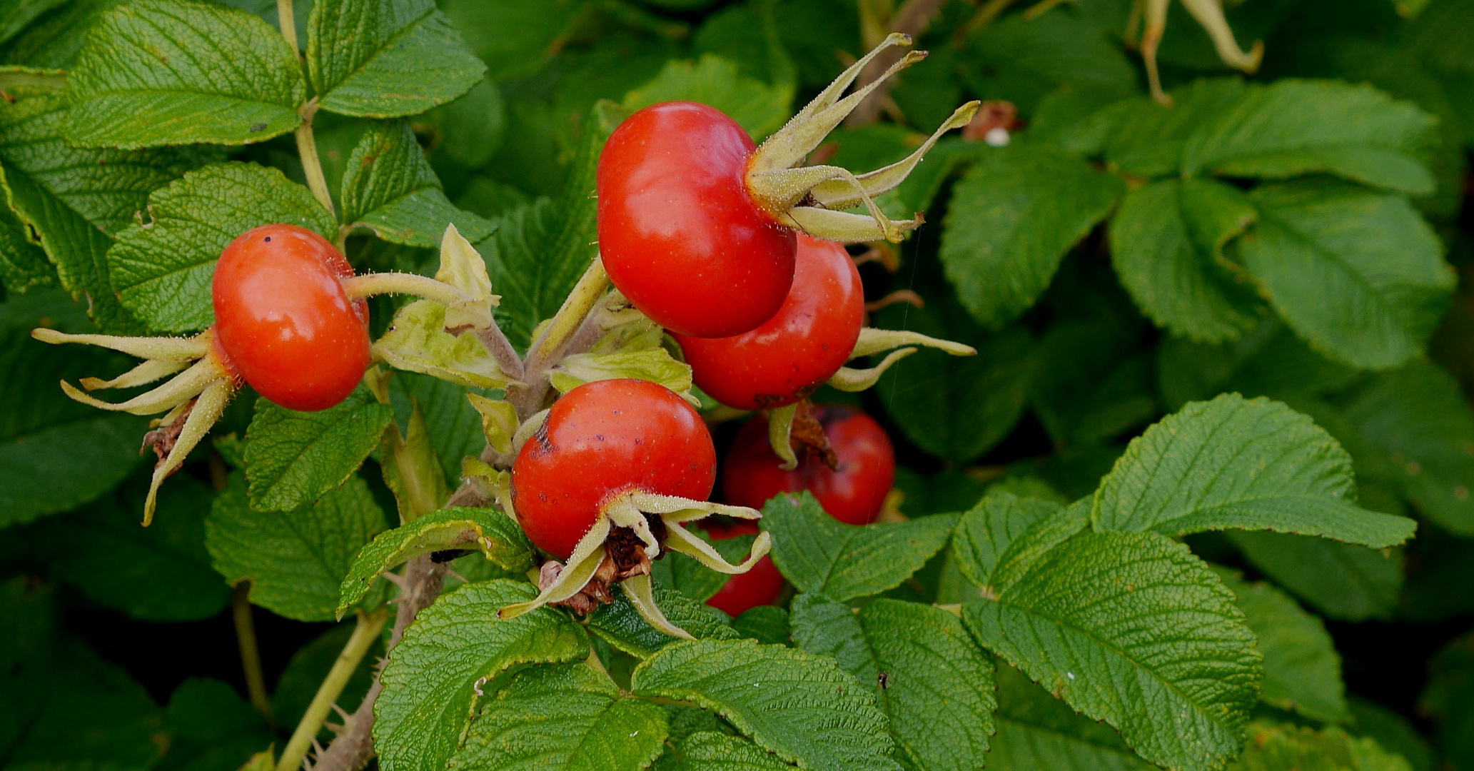 Herbstzeit... Erntezeit