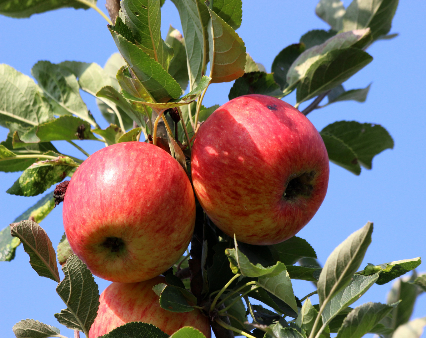 Herbstzeit - Erntezeit