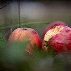 Herbstzeit - Erntezeit