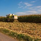 Herbstzeit - Erntezeit - die Maisernte hat begonnen