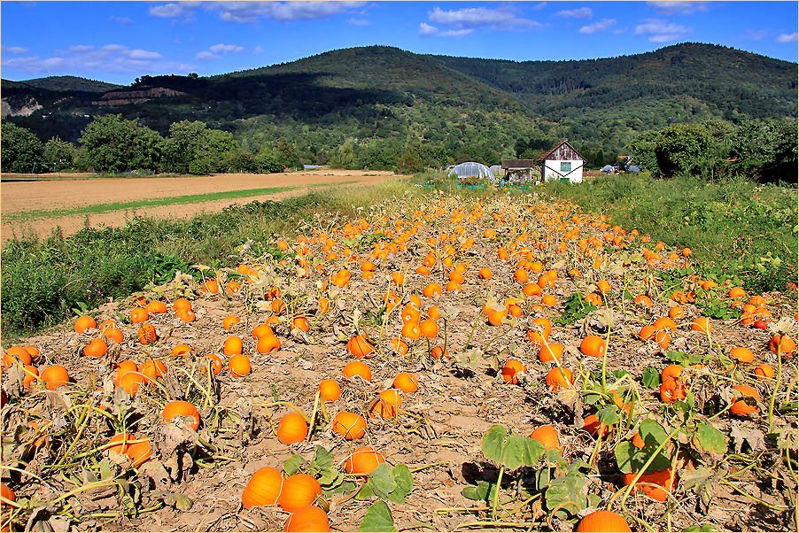 Herbstzeit, Erntezeit!