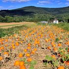 Herbstzeit, Erntezeit!