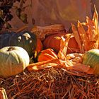 Herbstzeit - Erntezeit - Kürbiszeit