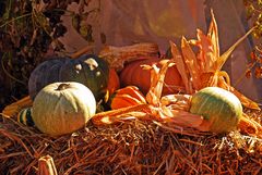 Herbstzeit - Erntezeit - Kürbiszeit