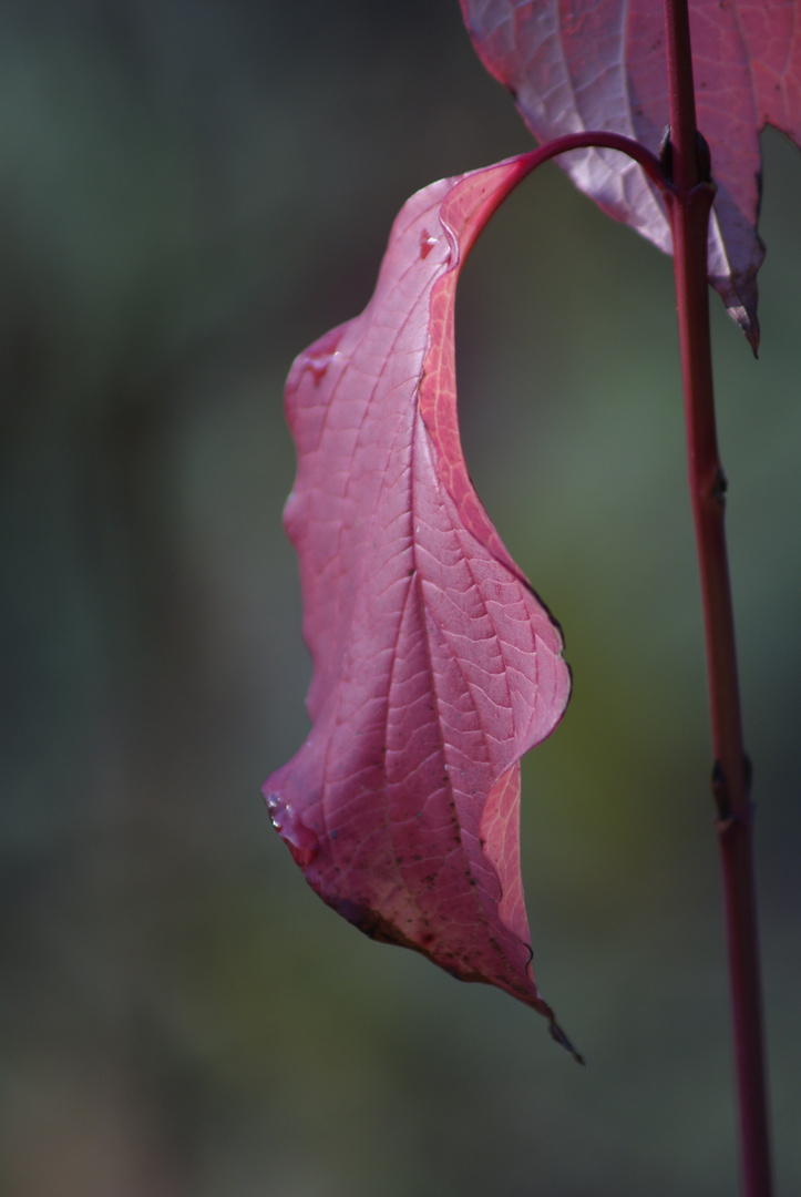 Herbstzeit!!!