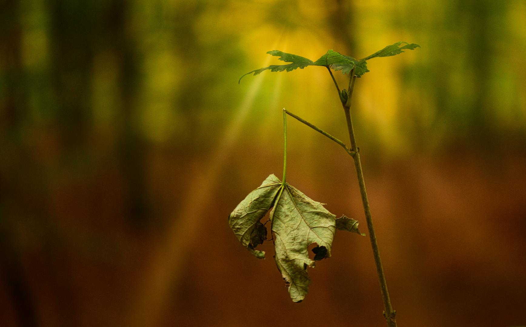 Herbstzeit-Farben